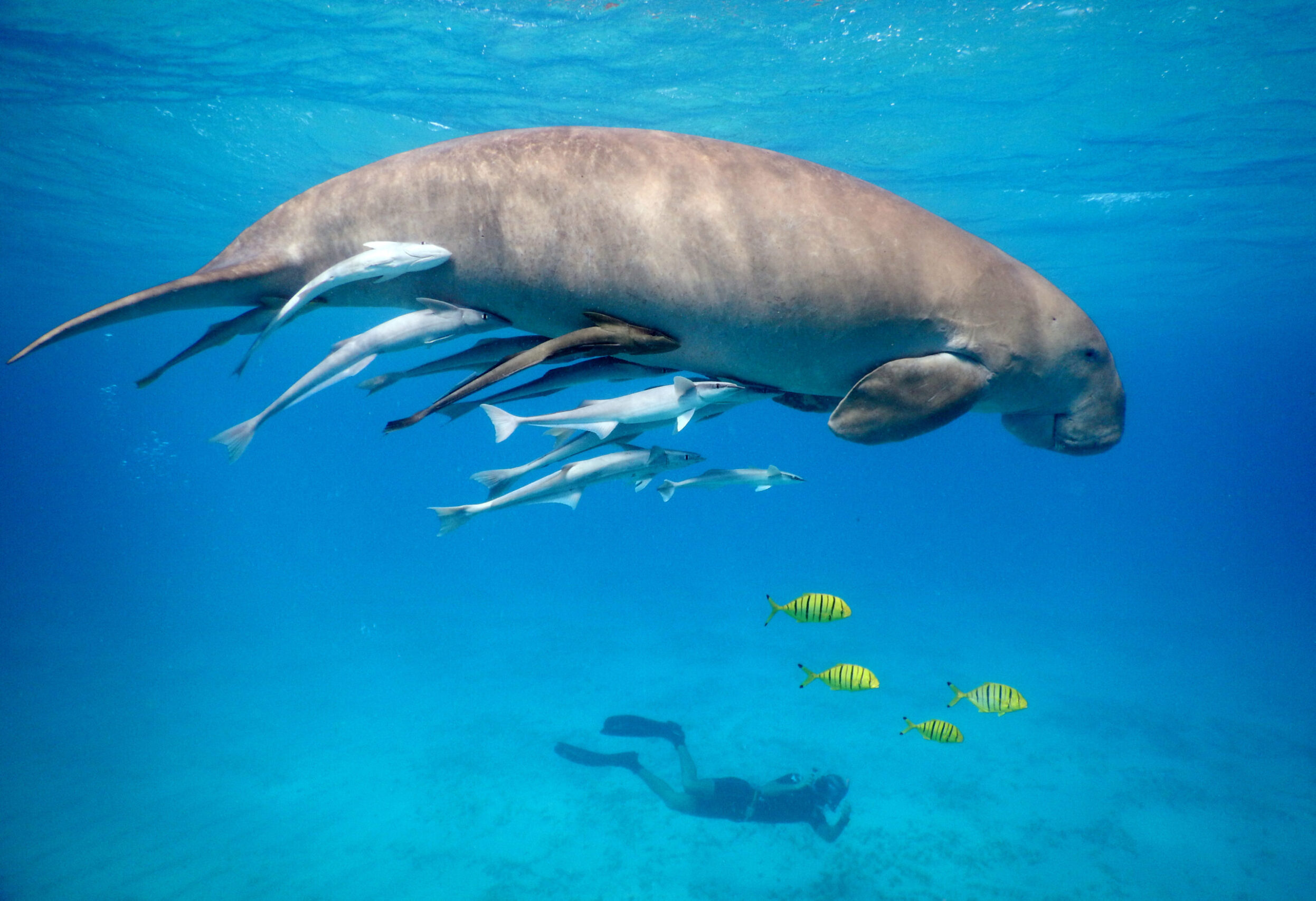 Snorkeling with dugong in the Red Sea